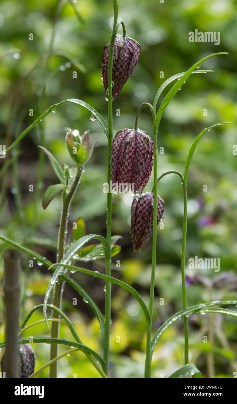 A Snakes Head Fritillary plant after rain. Stock Photo