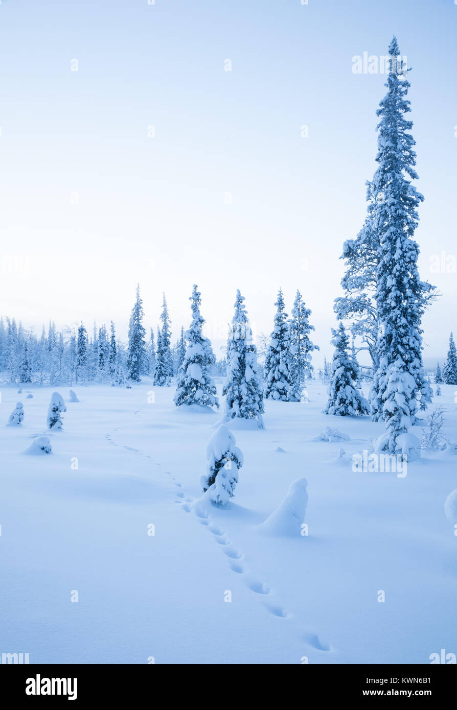 Animal track in the deep snow. Winter in Scandinavian wilderness. Stock Photo