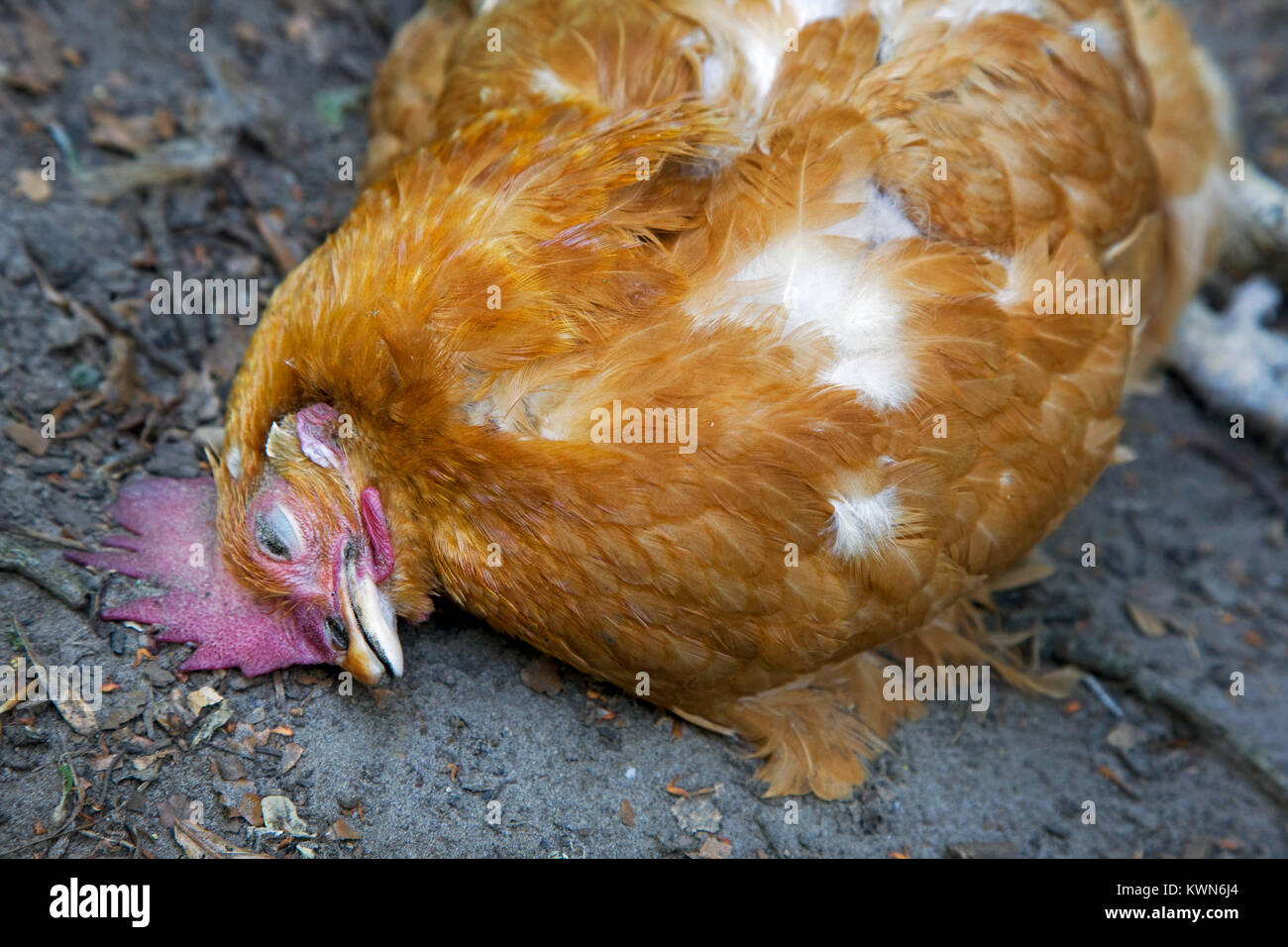 Dead chicken inside backyard chicken coop, killed by red fox (Vulpes vulpes) Stock Photo