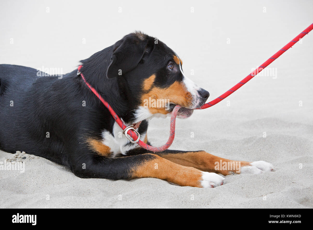 Young Greater Swiss Mountain Dog / Grosser Schweizer Sennenhund lying in sand on the beach and biting rope leash Stock Photo