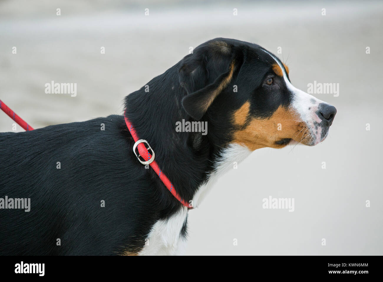 Young Greater Swiss Mountain Dog / Grosser Schweizer Sennenhund with rope leash on the beach Stock Photo