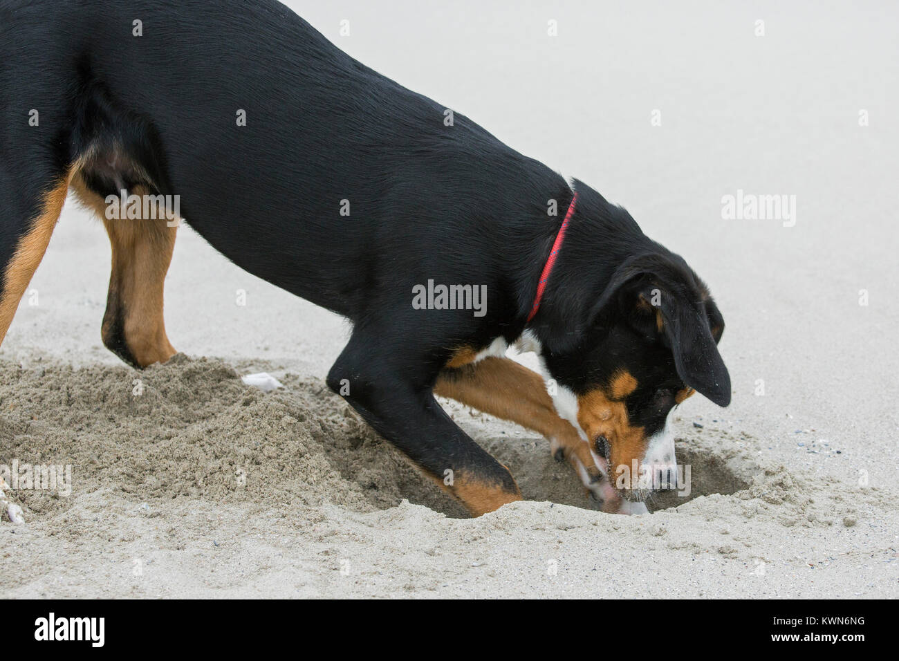 Young Greater Swiss Mountain Dog / Grosser Schweizer Sennenhund digging a hole in sand of sandy beach along the coast Stock Photo
