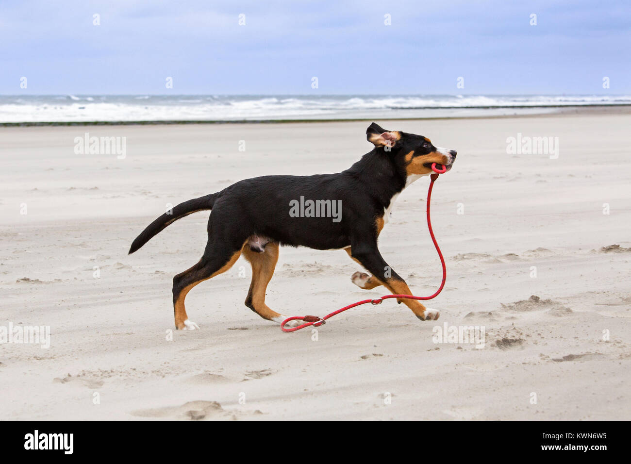 Young playful Greater Swiss Mountain Dog / Grosser Schweizer Sennenhund playing with rope leash on the beach along the coast Stock Photo