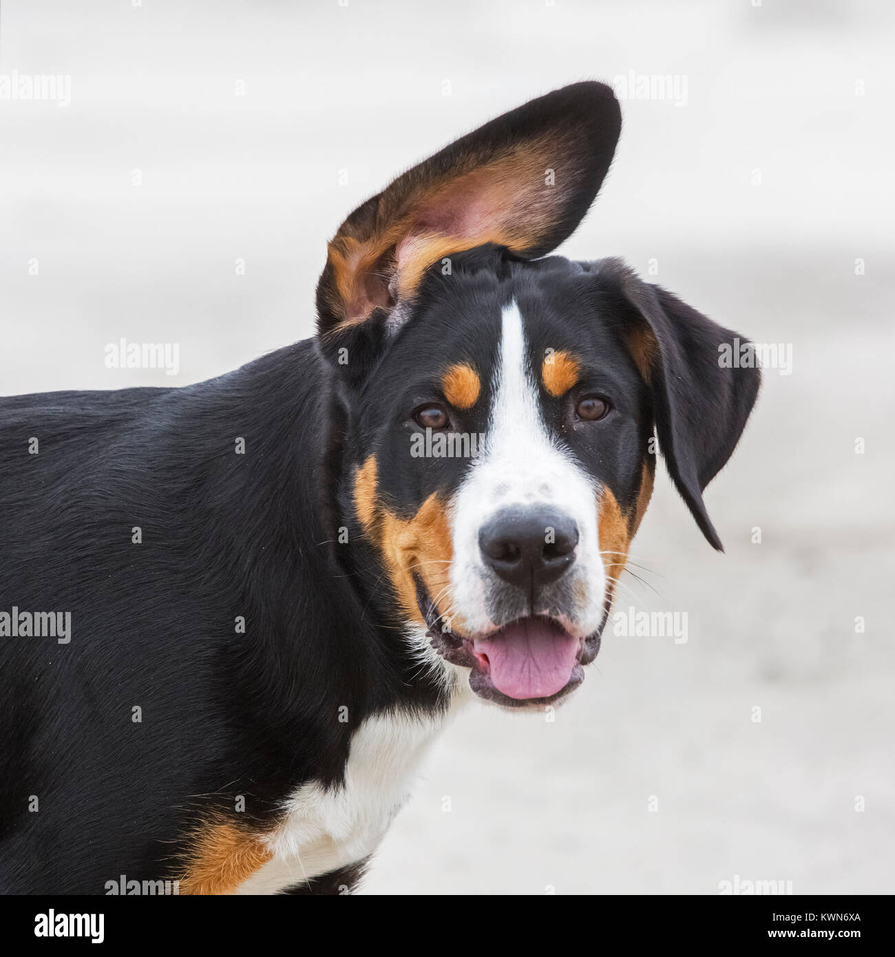 Funny close up portrait of young Greater Swiss Mountain Dog / Grosser Schweizer Sennenhund Stock Photo