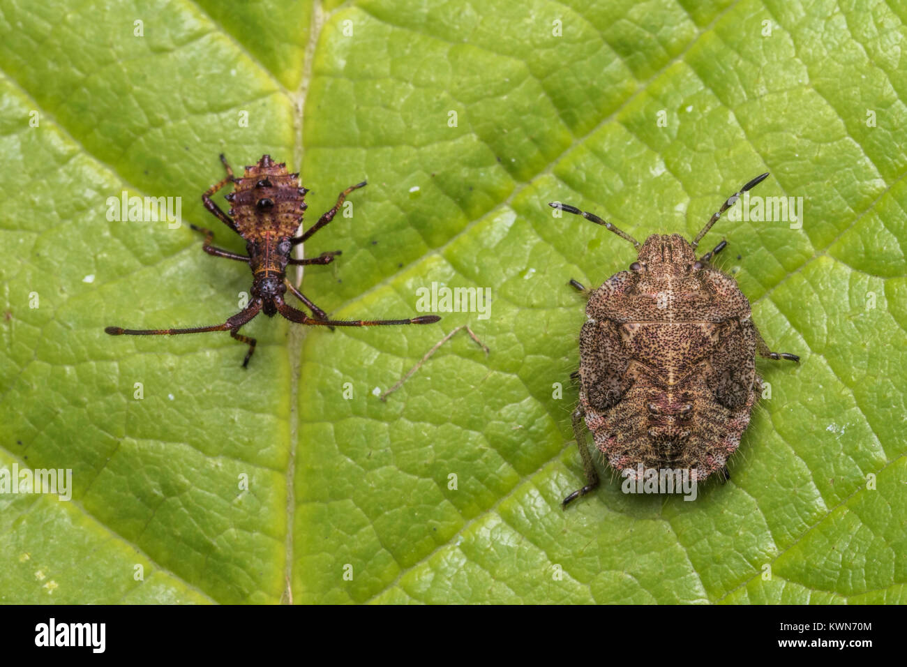 Dock Bug nymph (Coreus marginatus) and Hairy Shieldbug nymph (Dolycoris baccarum) on the same bramble leaf. Cahir, Tipperary, Ireland. Stock Photo