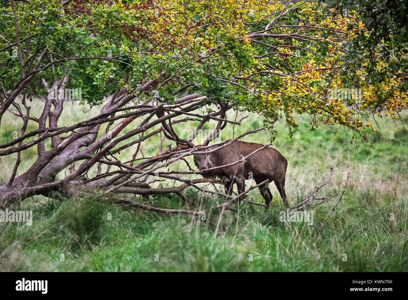Red deer (Cervus elaphus) head-shaking stag displaying by braking off branches from fallen tree during the rut in autumn forest Stock Photo
