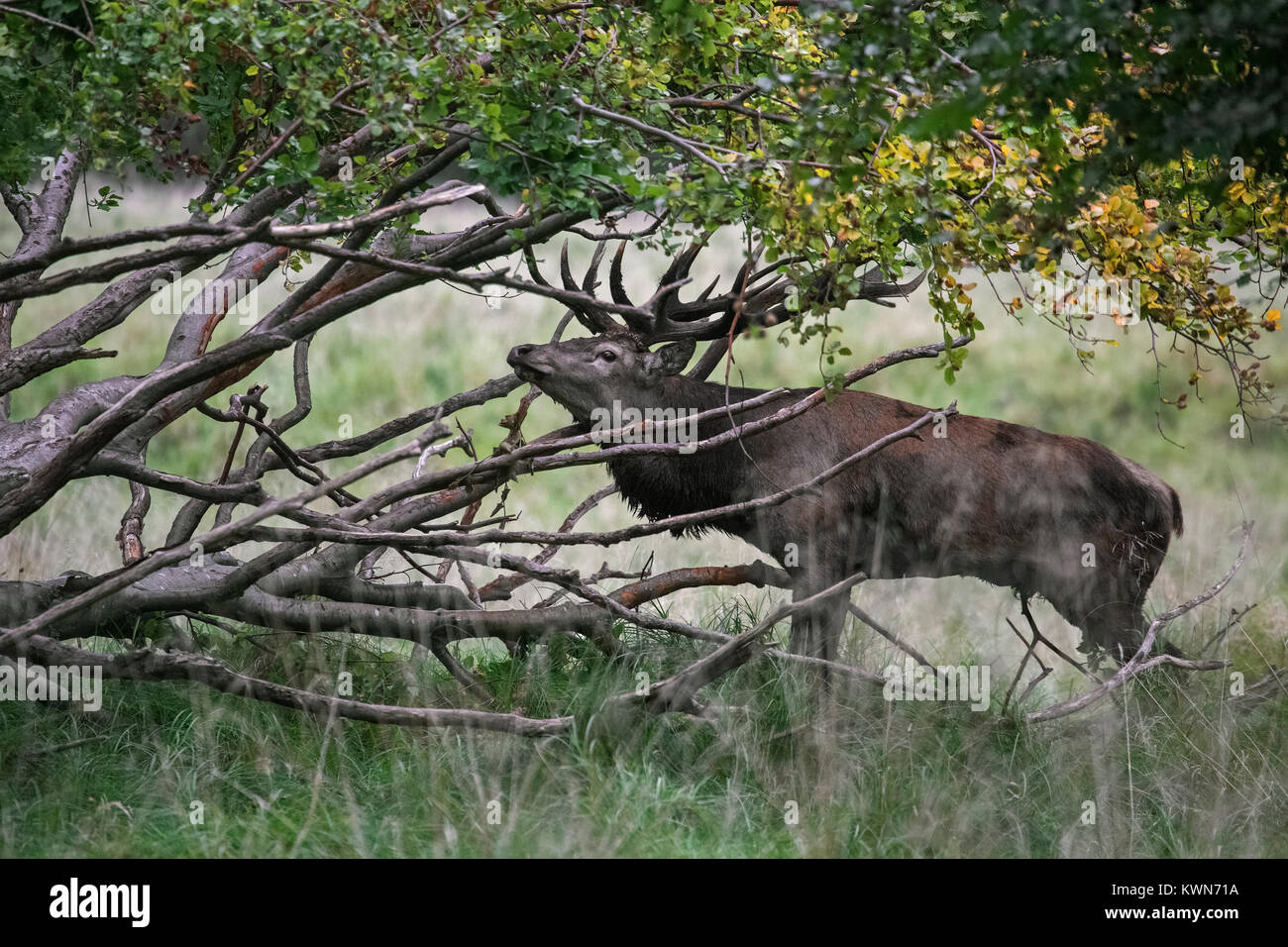 Red deer (Cervus elaphus) head-shaking stag displaying by braking off branches from fallen tree during the rut in autumn forest Stock Photo