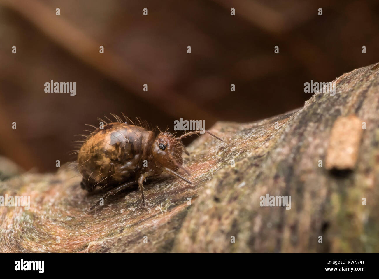 Globular Springtail (Allacma fusca) resting on piece of rotten wood. Cahir, Tipperary, Ireland. Stock Photo