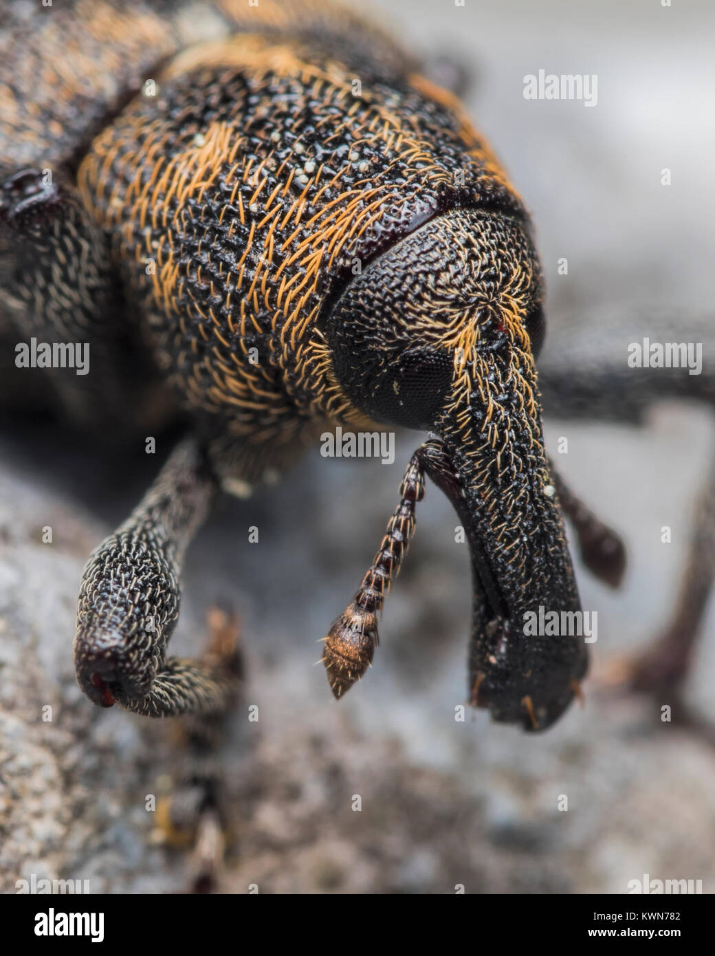 Close up photo of the head of a Large Pine Weevil (Hylobius abietis) resting on a stone in woodland. Cahir, Tipperary, Ireland. Stock Photo
