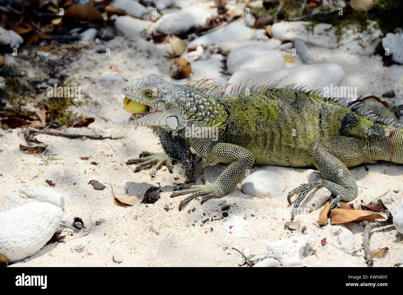 Close up of green iguana in Curacao Stock Photo