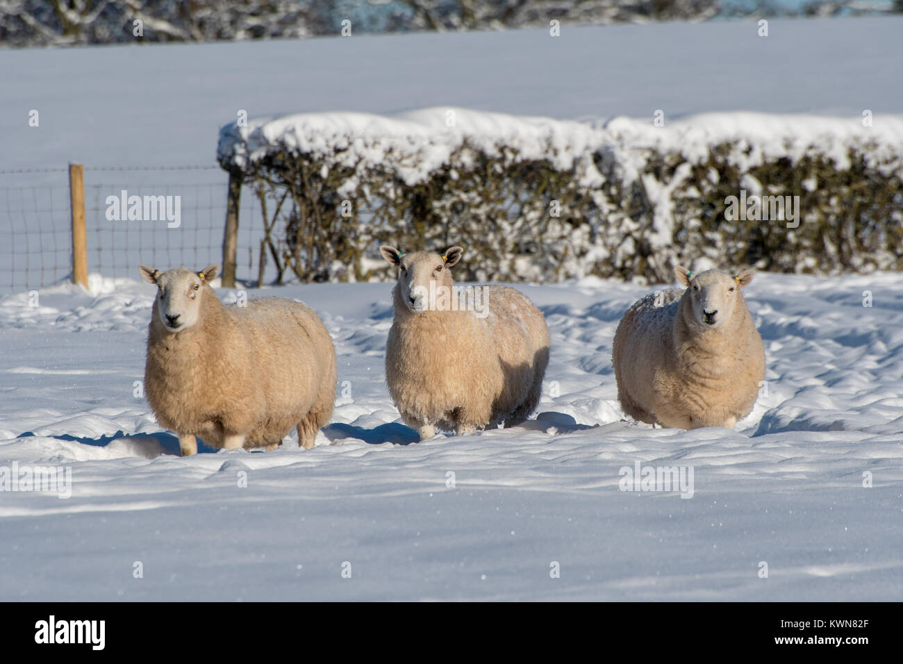 Sheep in deep snow in a field in Hereford UK Stock Photo