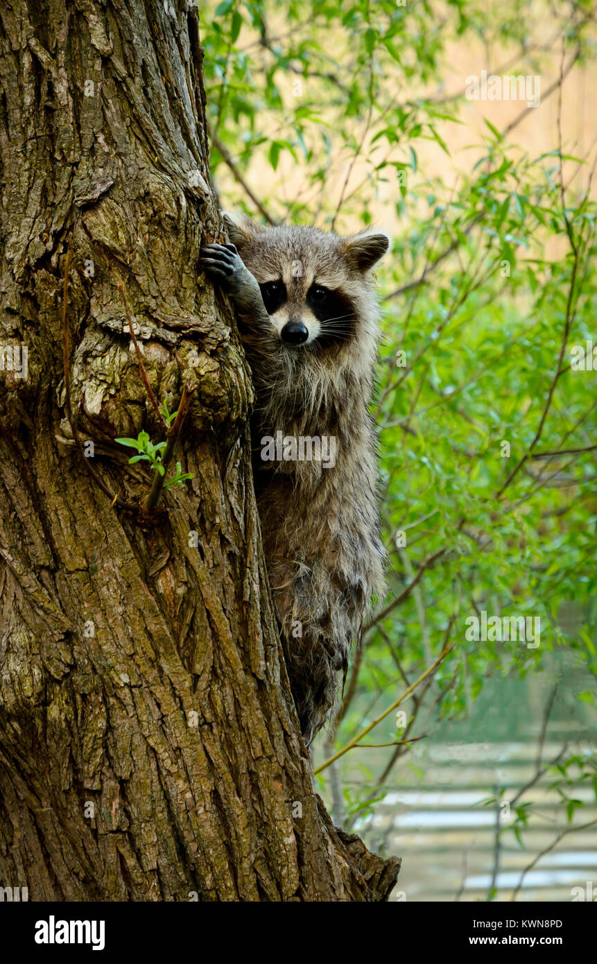 Raccoon (Procyon lotor) climbing a tree in an urban park Stock Photo