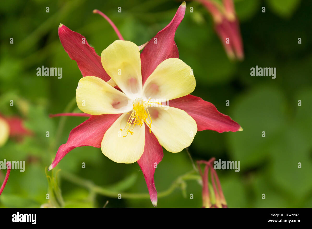 Beautiful red-yellow flower aquilegia closeup on blurred background Stock Photo