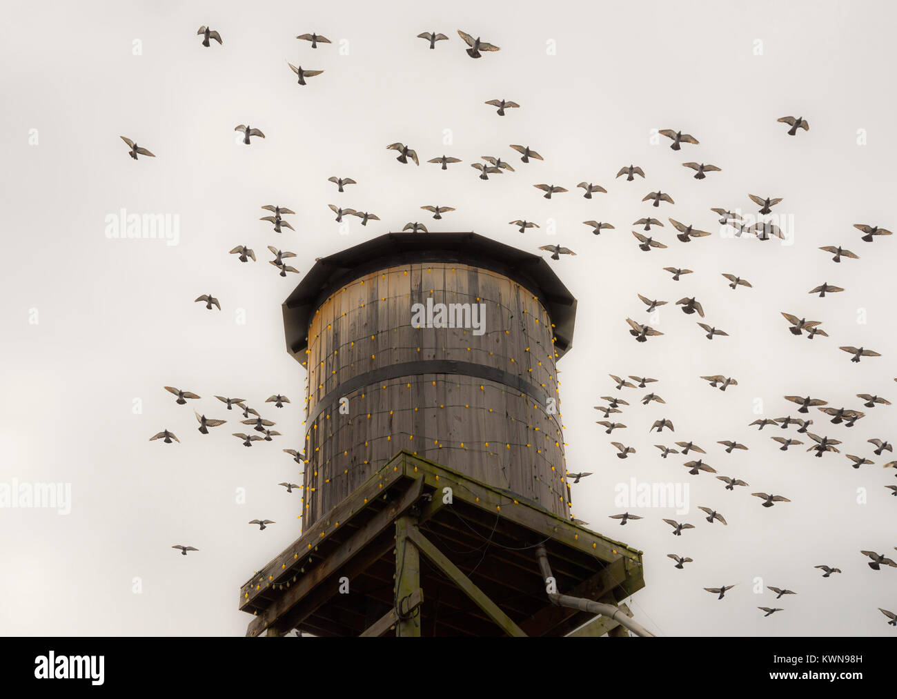 Pigeon Forge, Tennessee. Pigeons in flight around an old water tank at Hatfield's and McCoys Dinner Feud. Stock Photo