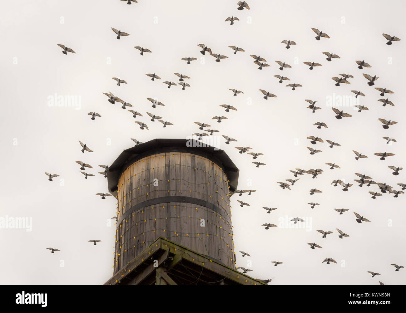 Pigeon Forge, Tennessee. Pigeons in flight around an old water tank at Hatfield's and McCoys Dinner Feud. Stock Photo