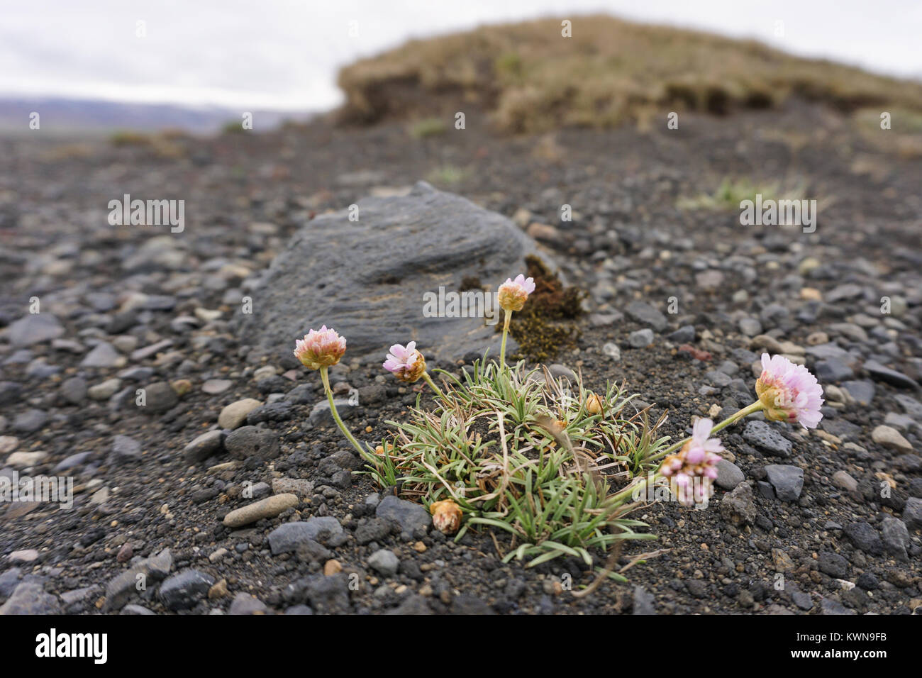 Close up of thrift (Armeria Maritima) growing on a deserted beach in Iceland, between the volcanic rocks. Stock Photo