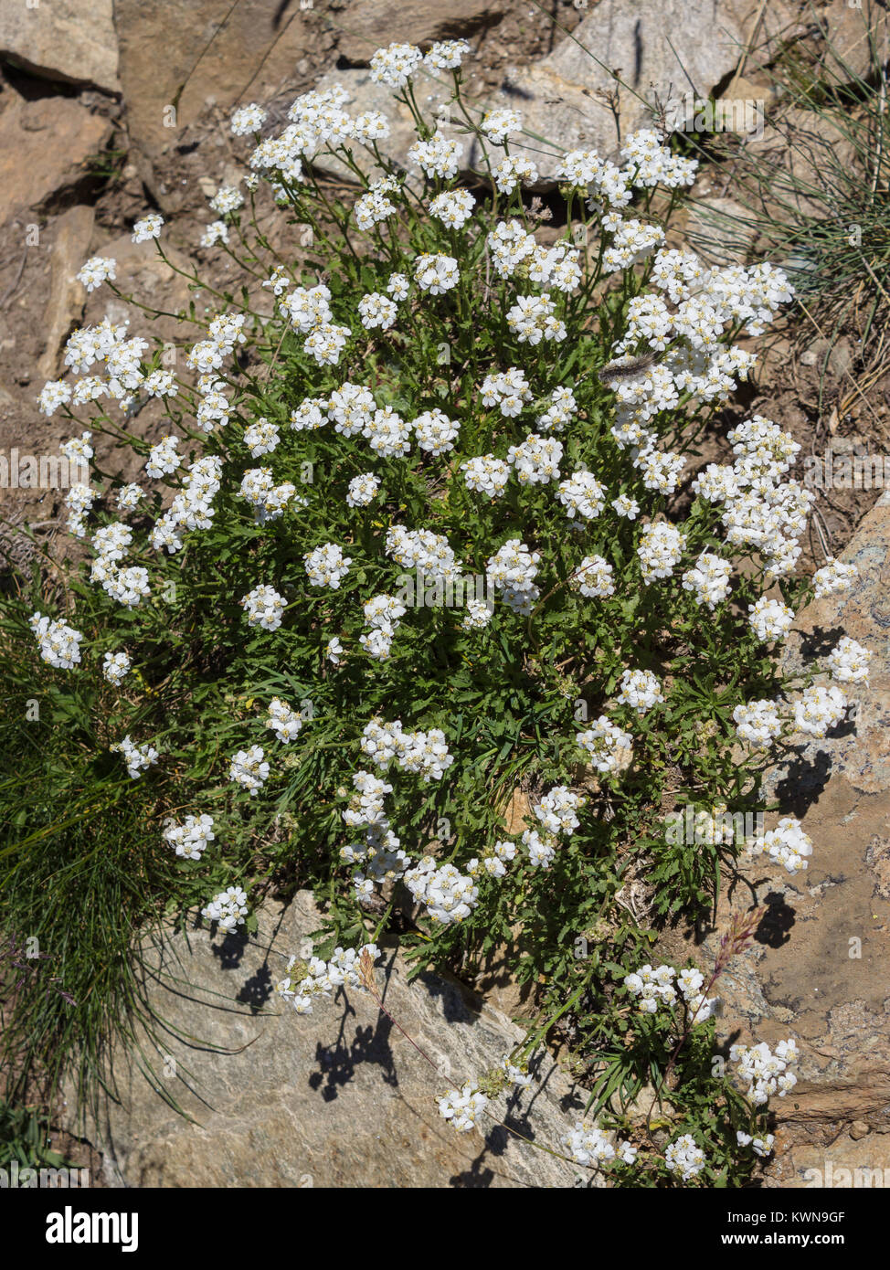 Alpine flower Achillea erba-rotta (Simple Leaved Milfoil) at 2400 meters of altitude. Stock Photo