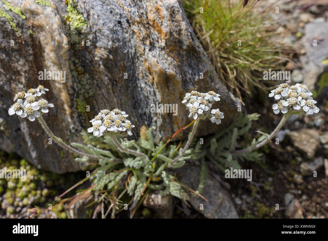 Alpine flower Achillea nana (Dwarf alpine yarrow) at 2850 meters of altitude. Stock Photo