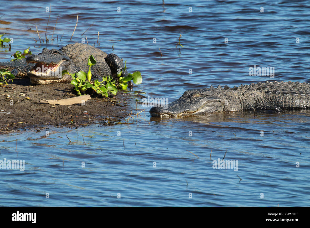 American alligator sunbathing on the river bank at Myakka River State Park Florida Stock Photo