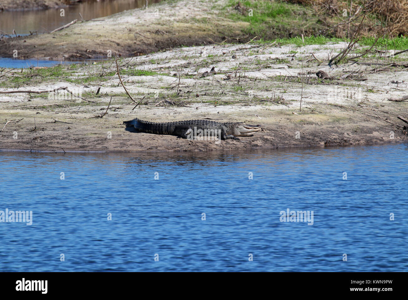 American alligator sunbathing on the river bank at Myakka River State Park Florida Stock Photo