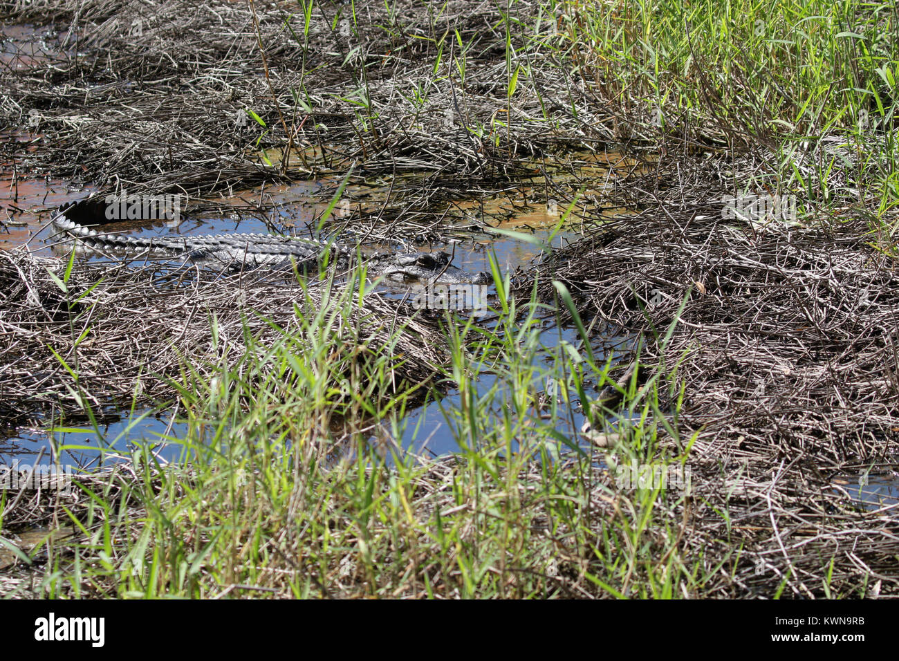 Camouflaged American alligator hiding at Myakka River State Park Florida Stock Photo