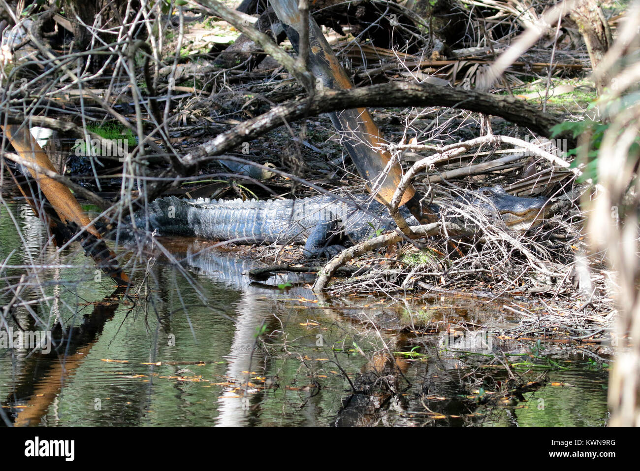 Camouflaged American alligator hiding at Myakka State Park Florida Stock Photo