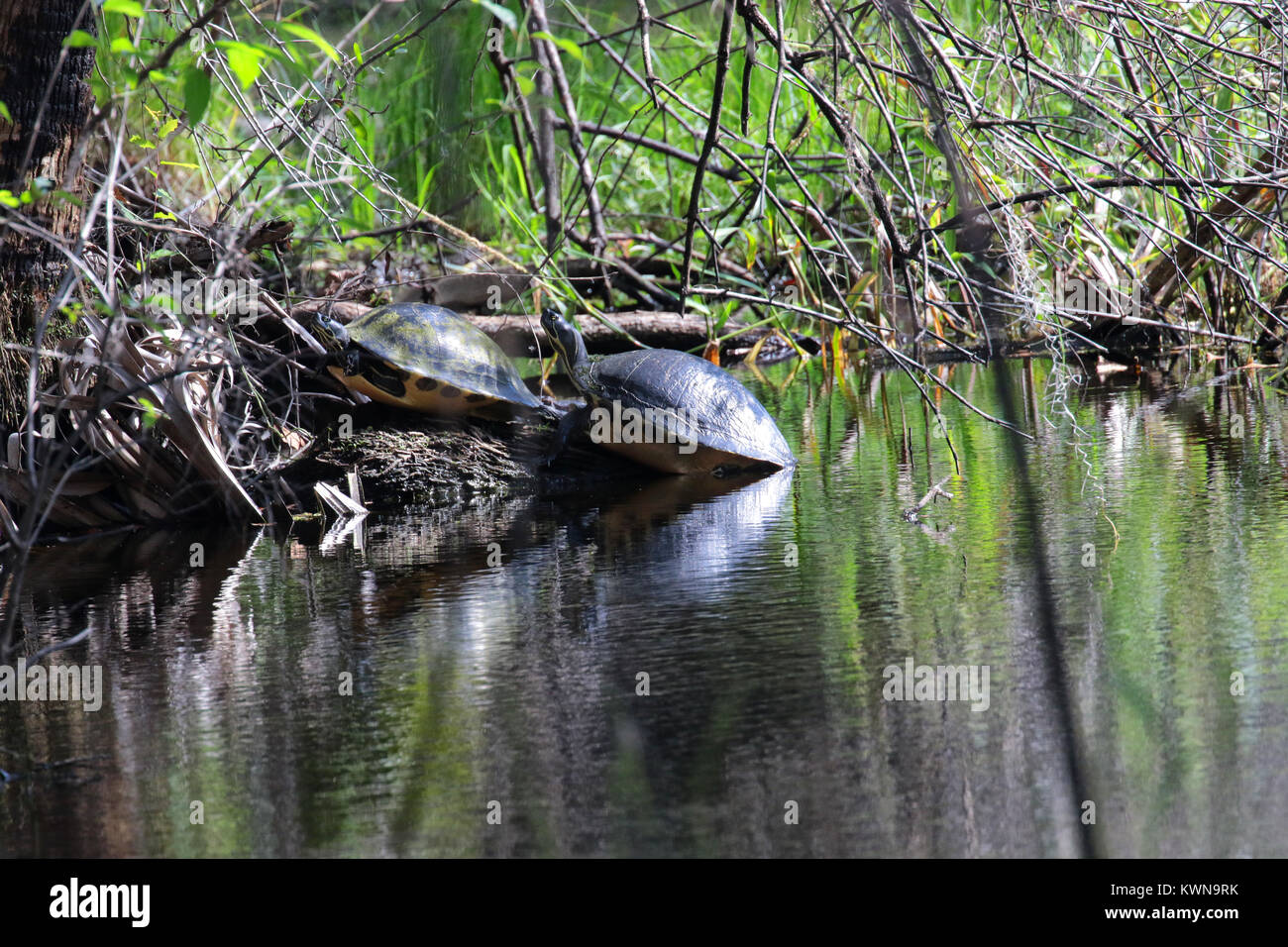 Turtles sunning themselves on the bank of the Myakka River, Florida Stock Photo