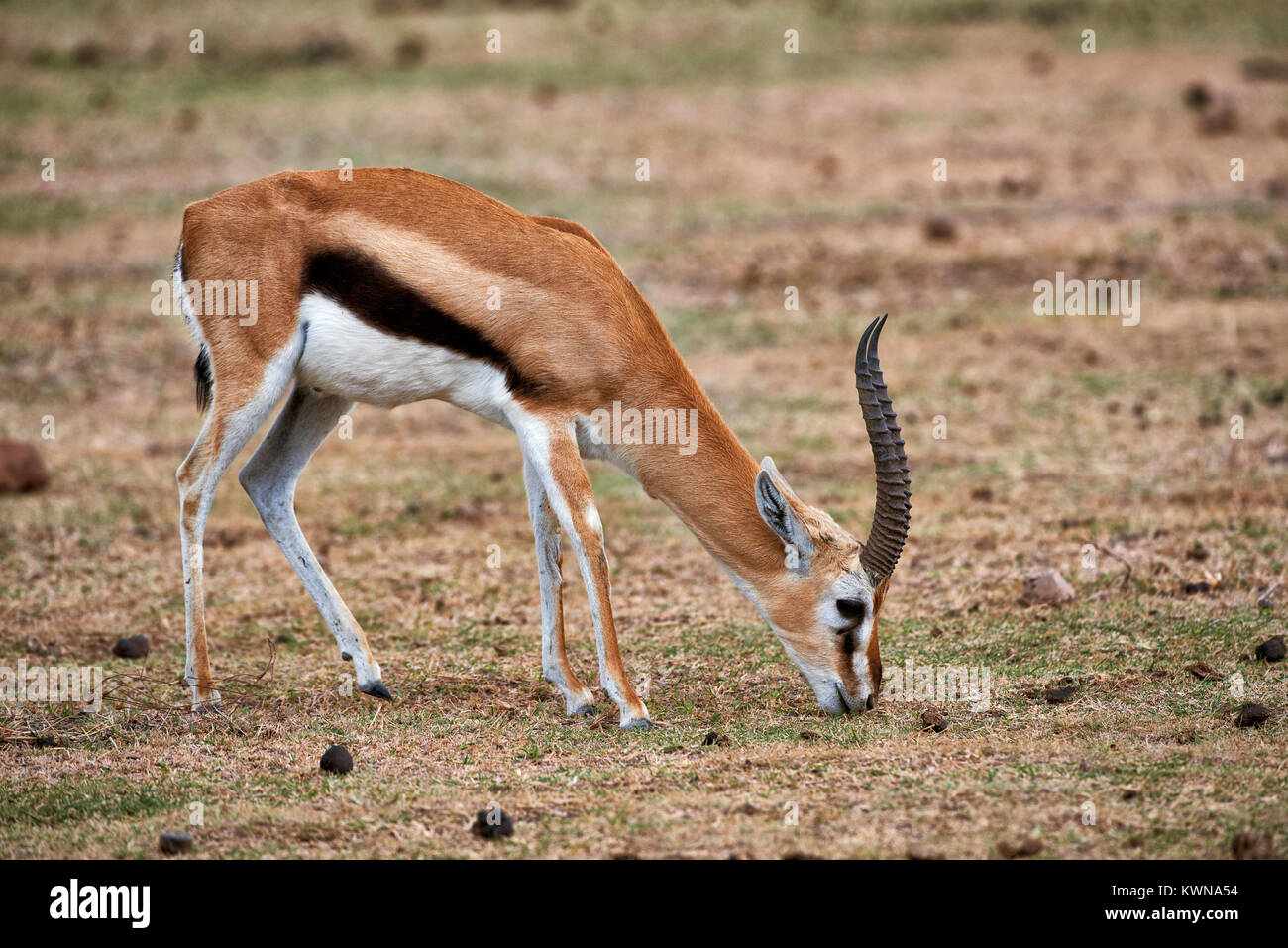 maennliche Thomson-Gazelle, Eudorcas nasalis, Ngorongoro Krater, UNESCO Weltnaturerbe, Tansania, Afrika |male Thomson's gazelle, Eudorcas nasalis, Ngo Stock Photo