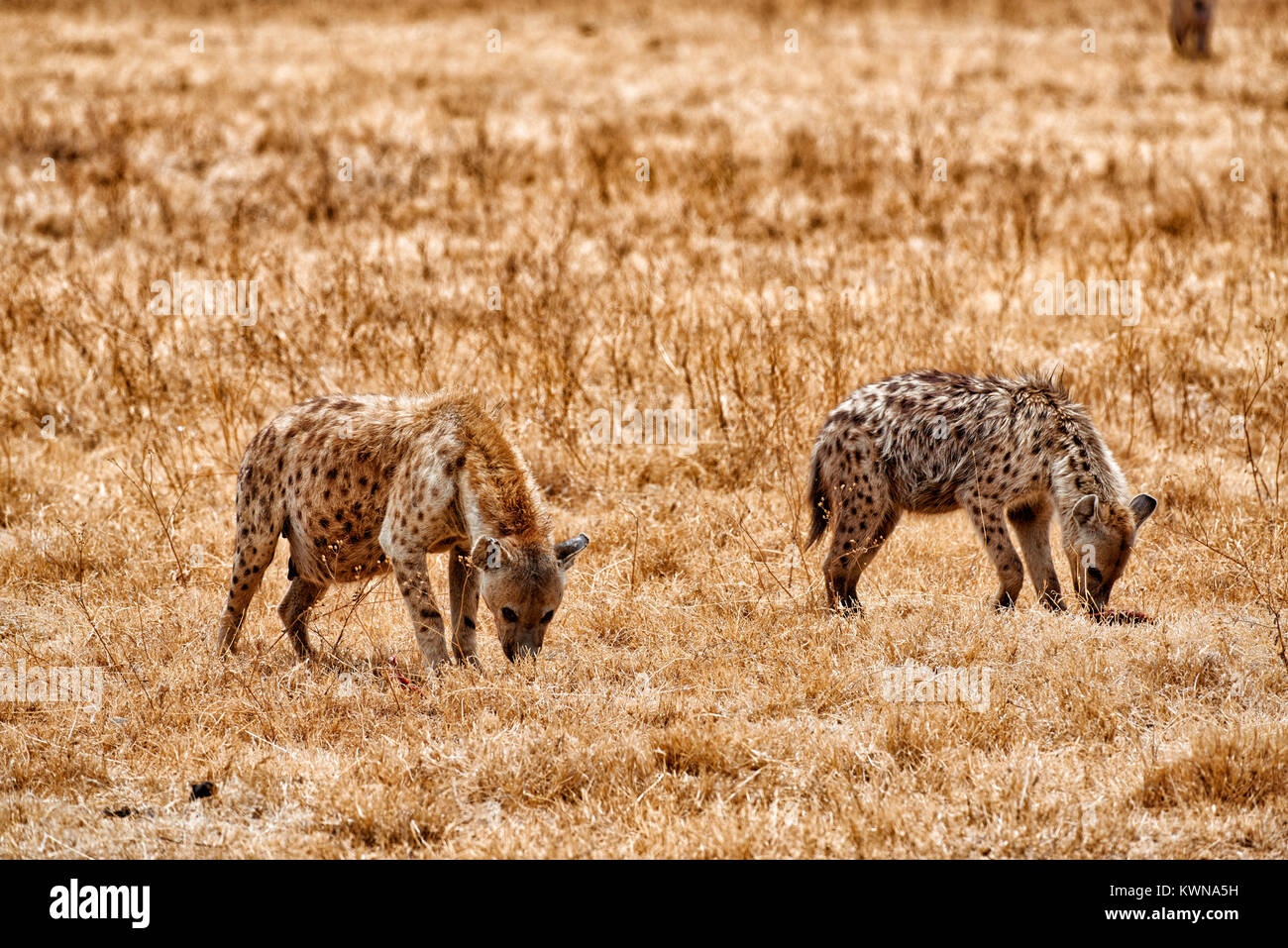 Spotted hyenas (Crocuta crocuta) in Ngorongoro Conservation Area, UNESCO world heritage site, Tanzania, Africa Stock Photo