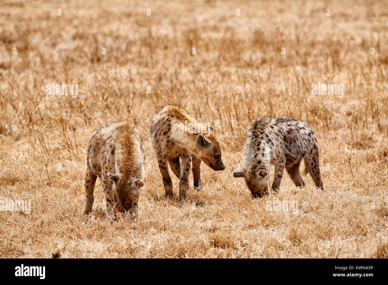Spotted hyenas (Crocuta crocuta) in Ngorongoro Conservation Area