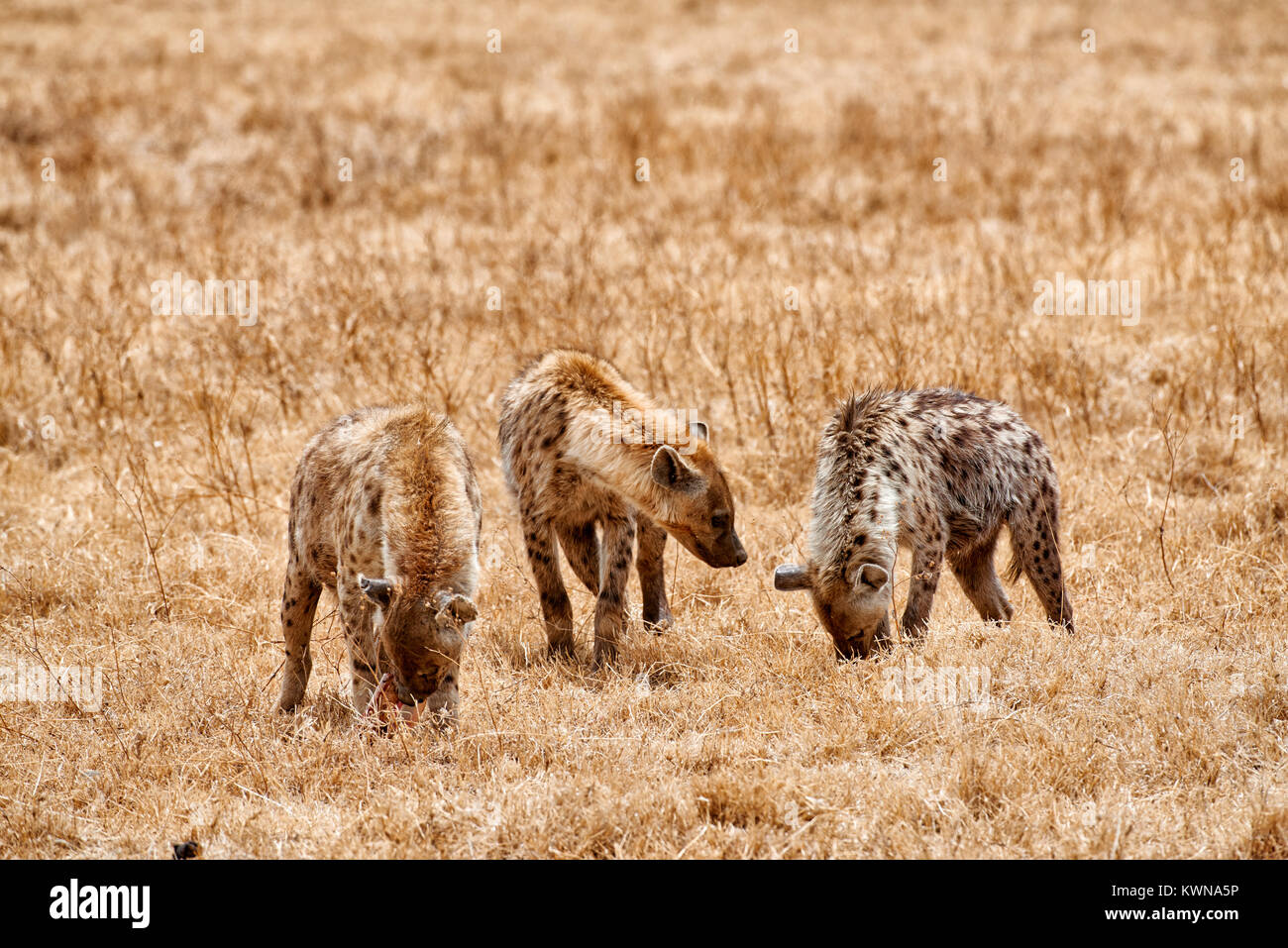 Spotted hyenas (Crocuta crocuta) in Ngorongoro Conservation Area, UNESCO world heritage site, Tanzania, Africa Stock Photo