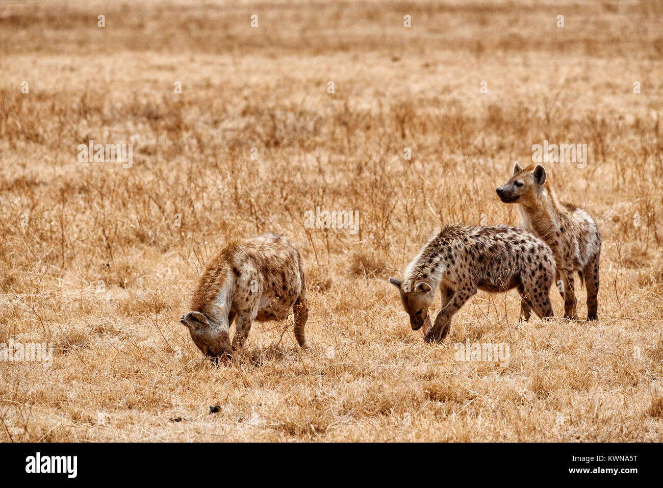 Spotted hyenas (Crocuta crocuta) in Ngorongoro Conservation Area, UNESCO world heritage site, Tanzania, Africa Stock Photo