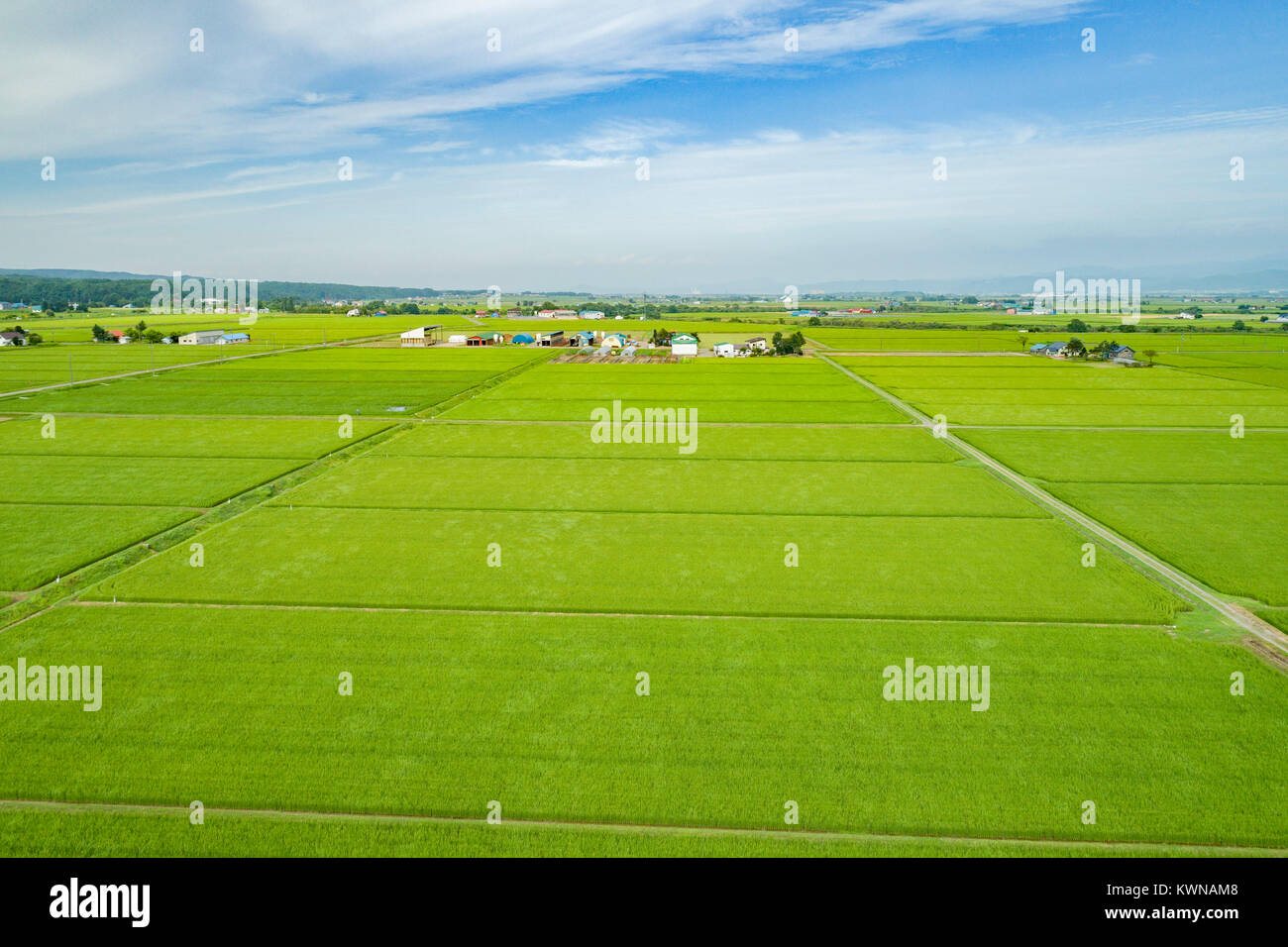 Rice field and footpath, Urausu Town, Kabato District, Hokkaido, Japan ...