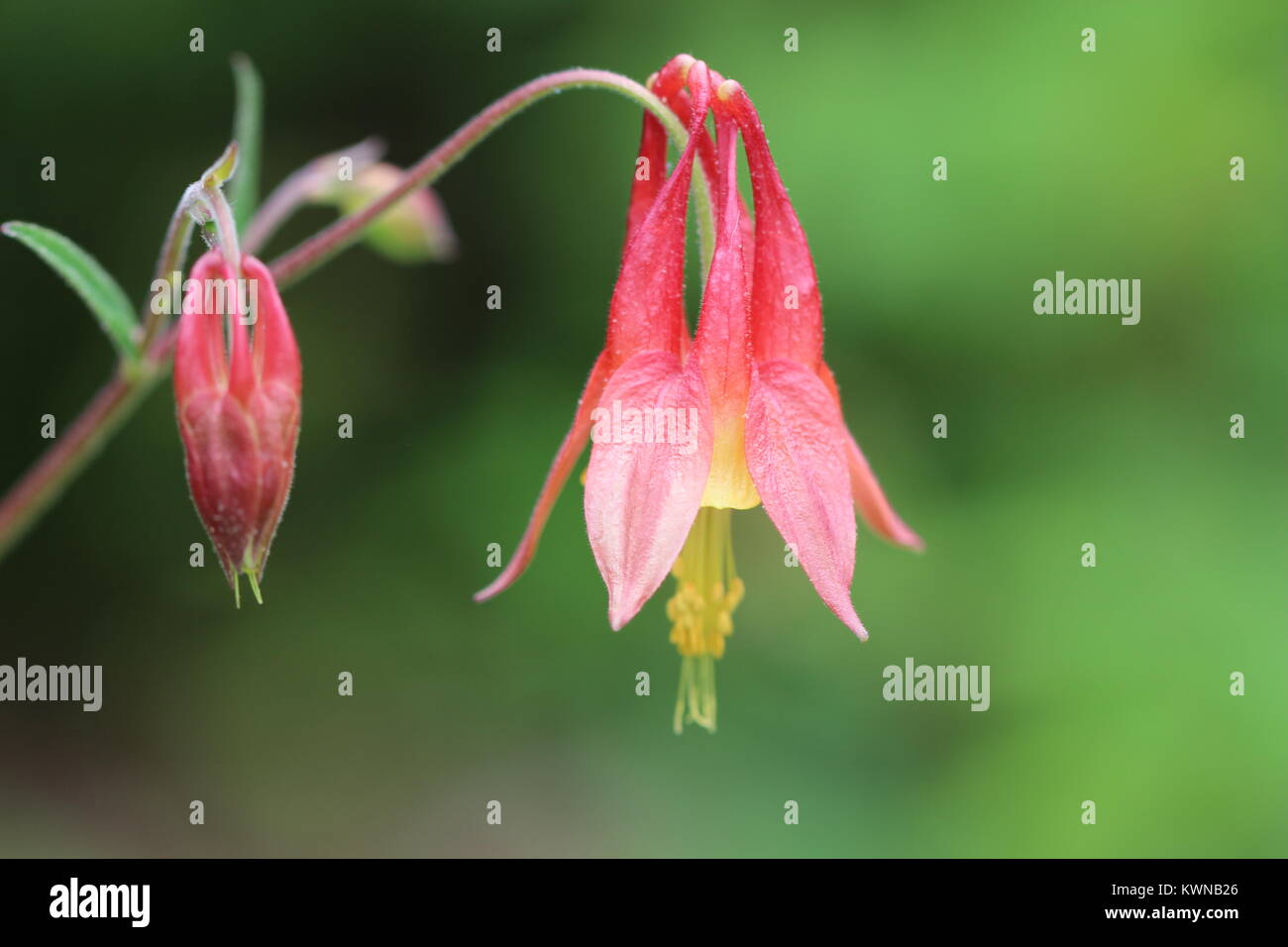 Wild columbine bloom along streams and in rich woodlands across much of
