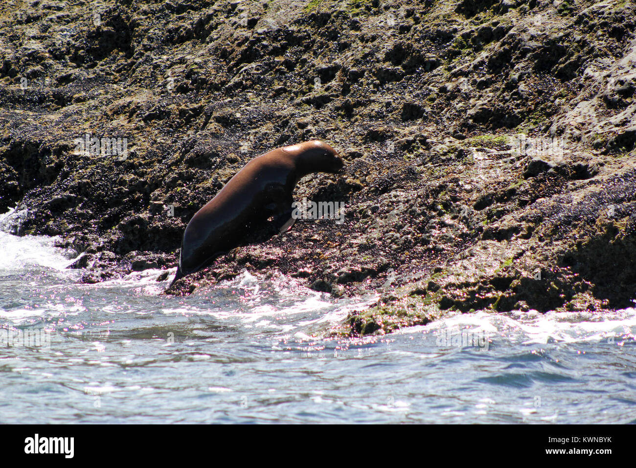 Sea Lion Patagonia Peninsula Valdez Stock Photo