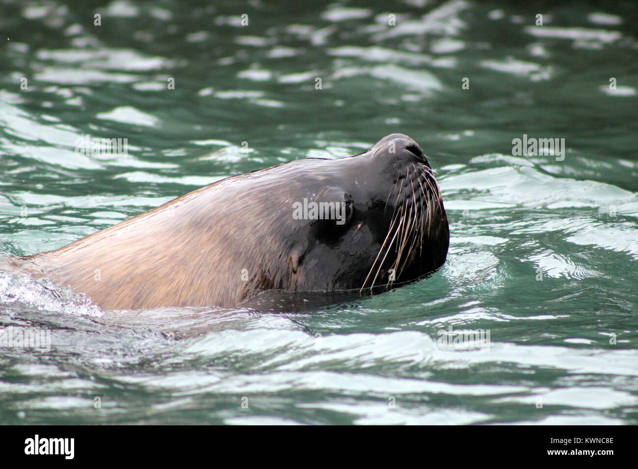 Sea lion Stock Photo