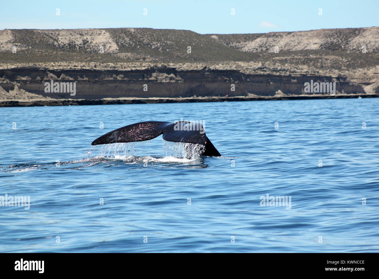 Whale Wallpaper High Resolution Stock Photography And Images Alamy