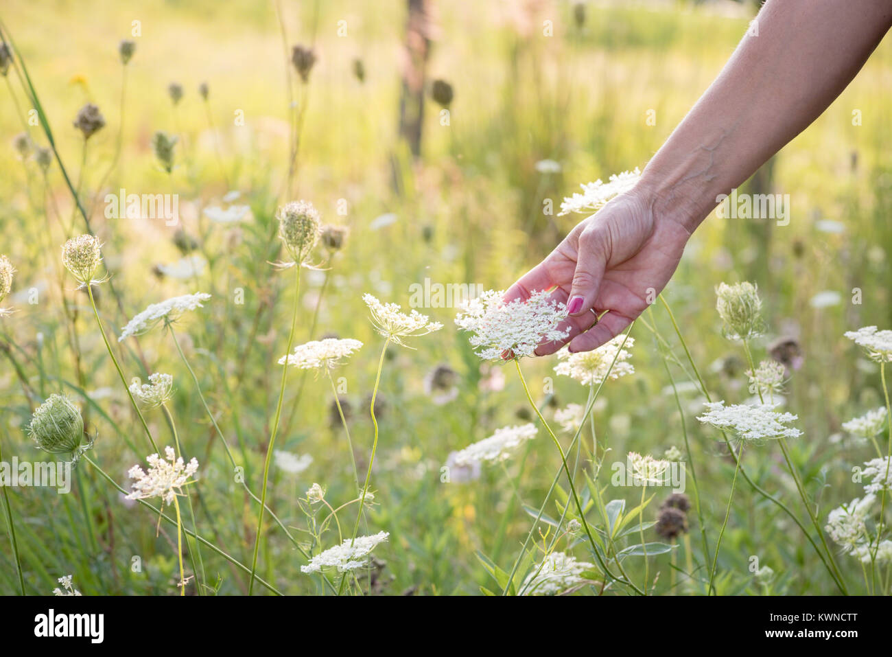 woman in field of wildflowers holding queen annes lace flower in hand Stock Photo