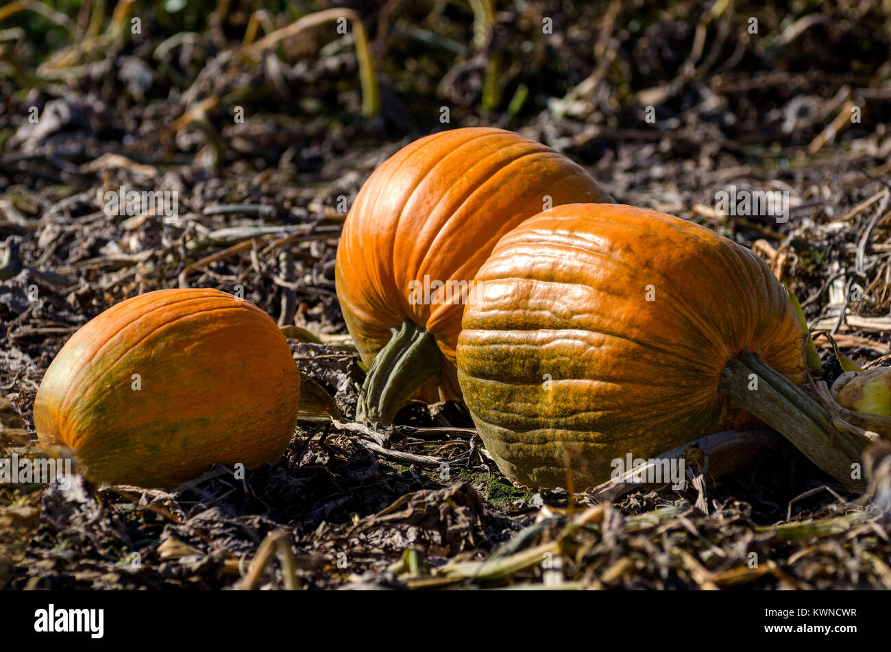three pumpkins ripen in field Stock Photo