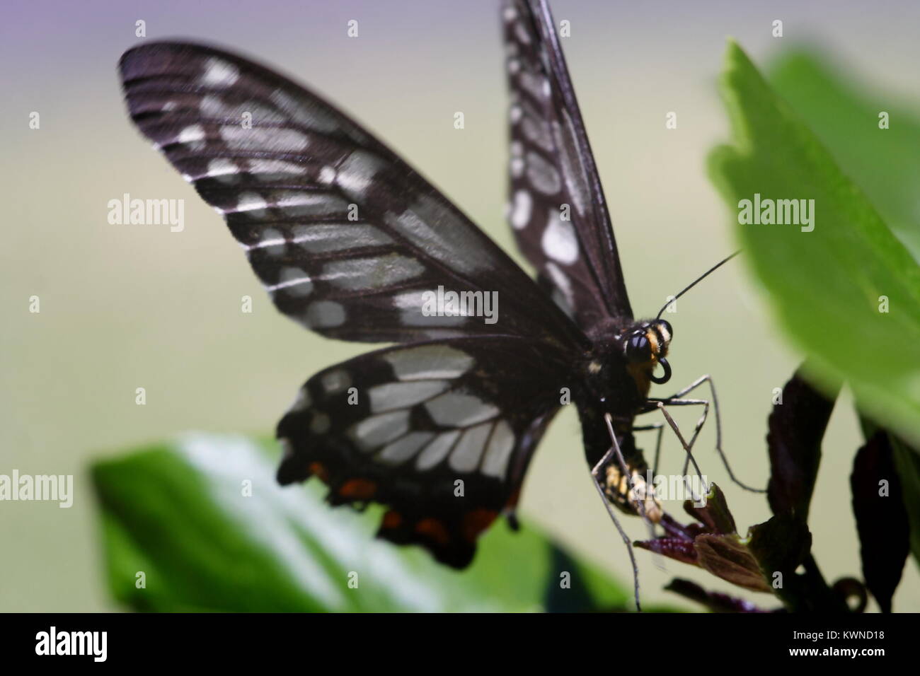 Dainty Swallowtail Butterfly 'Papilio anactus' Stock Photo