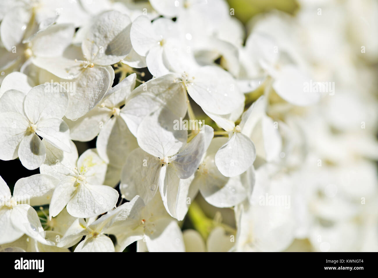 White flowers of a hydrangea, blur on the right. Close up, selective ...