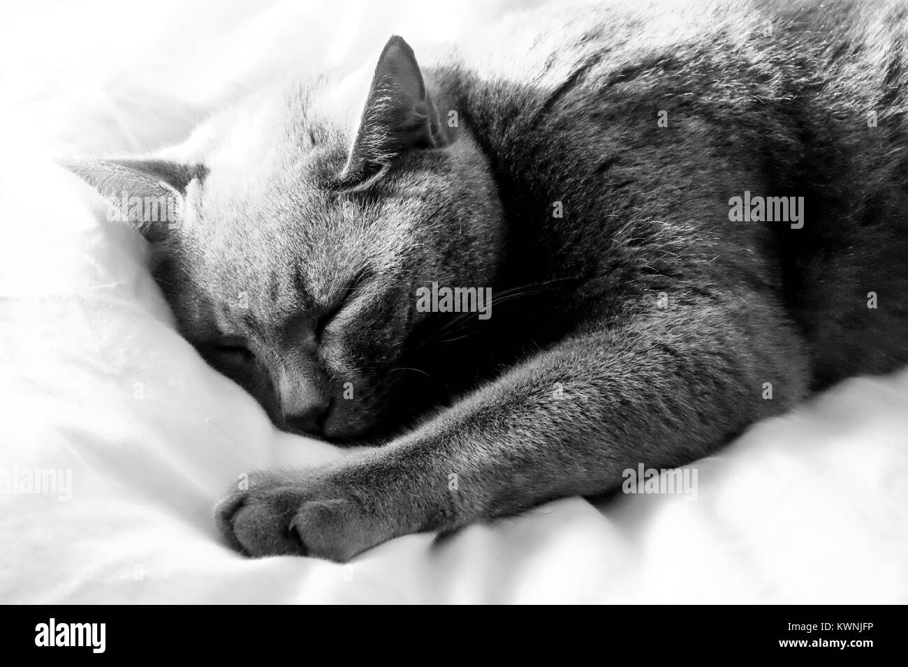 Close up of a British Blue cat’s face he is lying down eyes are closed sleeping with an out stretched paw going out of focus the nearer it is to the c Stock Photo