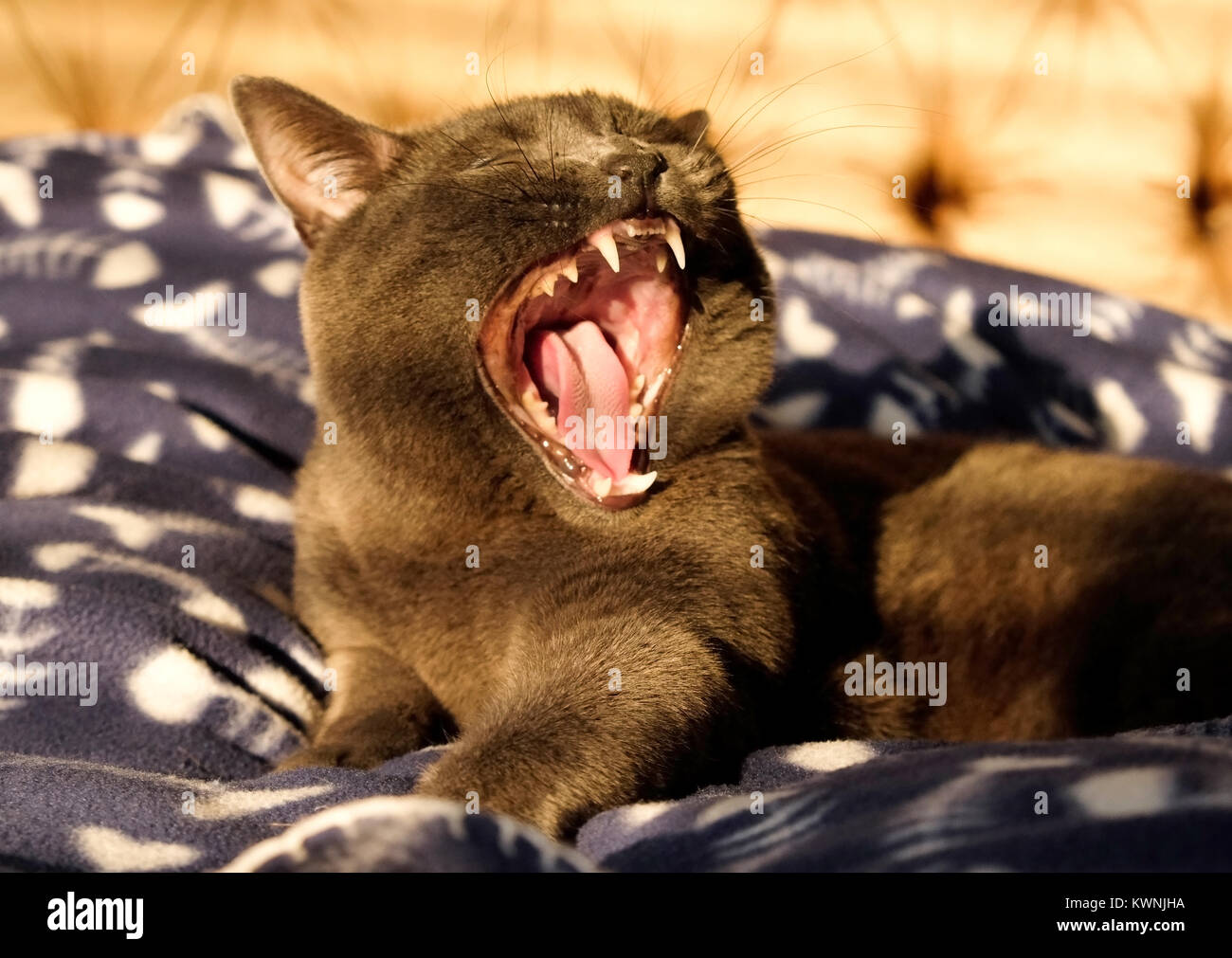 Close up of a British Blue cat’s face he has his mouth is wide open yawning showing his teeth, tongue and inside of mouth, with an out stretched paw g Stock Photo