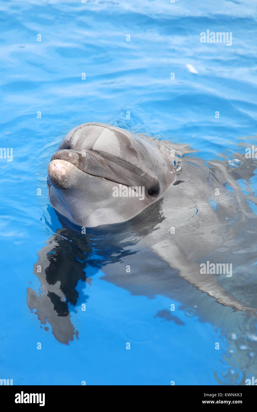 Dolphiin looking back & swimming in beautiful blue sea, Puerto Vallarta, Mexico. Stock Photo