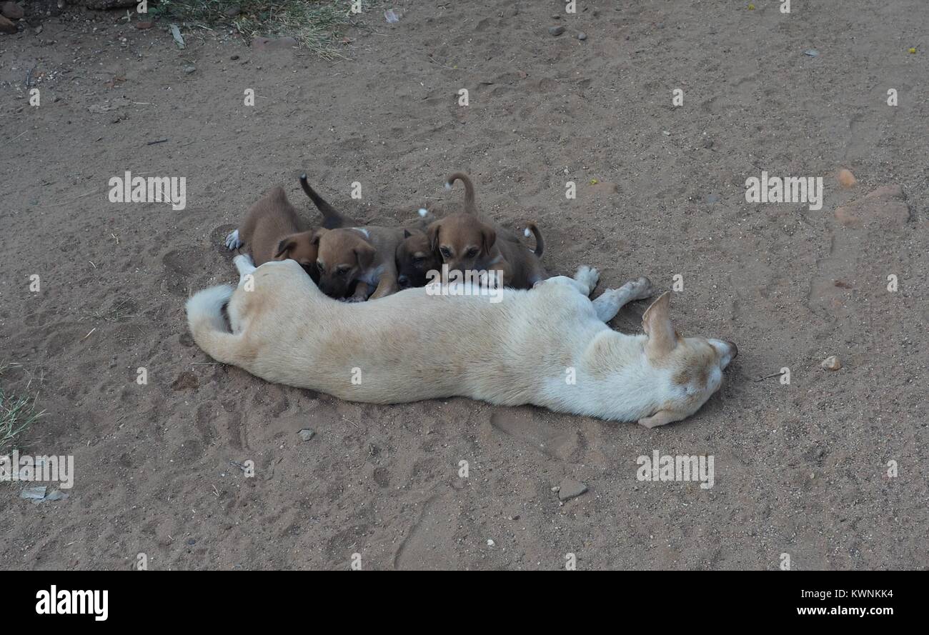 dog nursing newborn puppies on beach Stock Photo Alamy