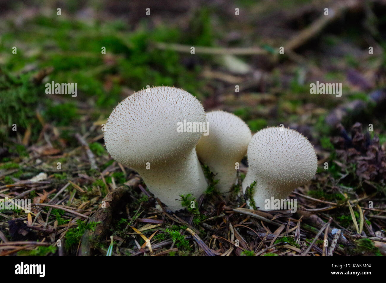 Lycoperdon marginatum mushroom growing in forest ground. known as the peeling puffball Stock Photo