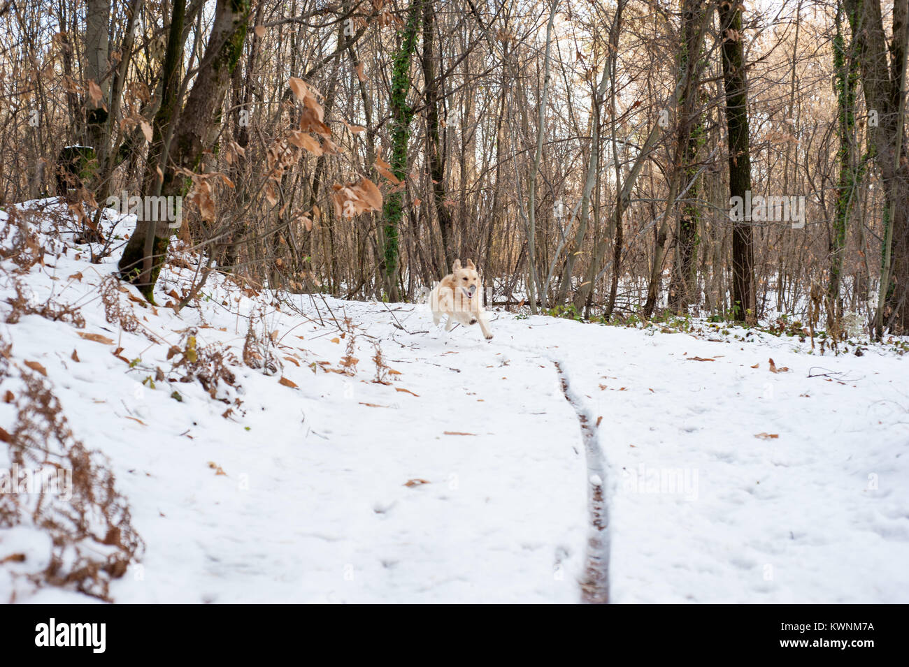 golden retriever in the snowy forest runs and plays happy Stock Photo ...