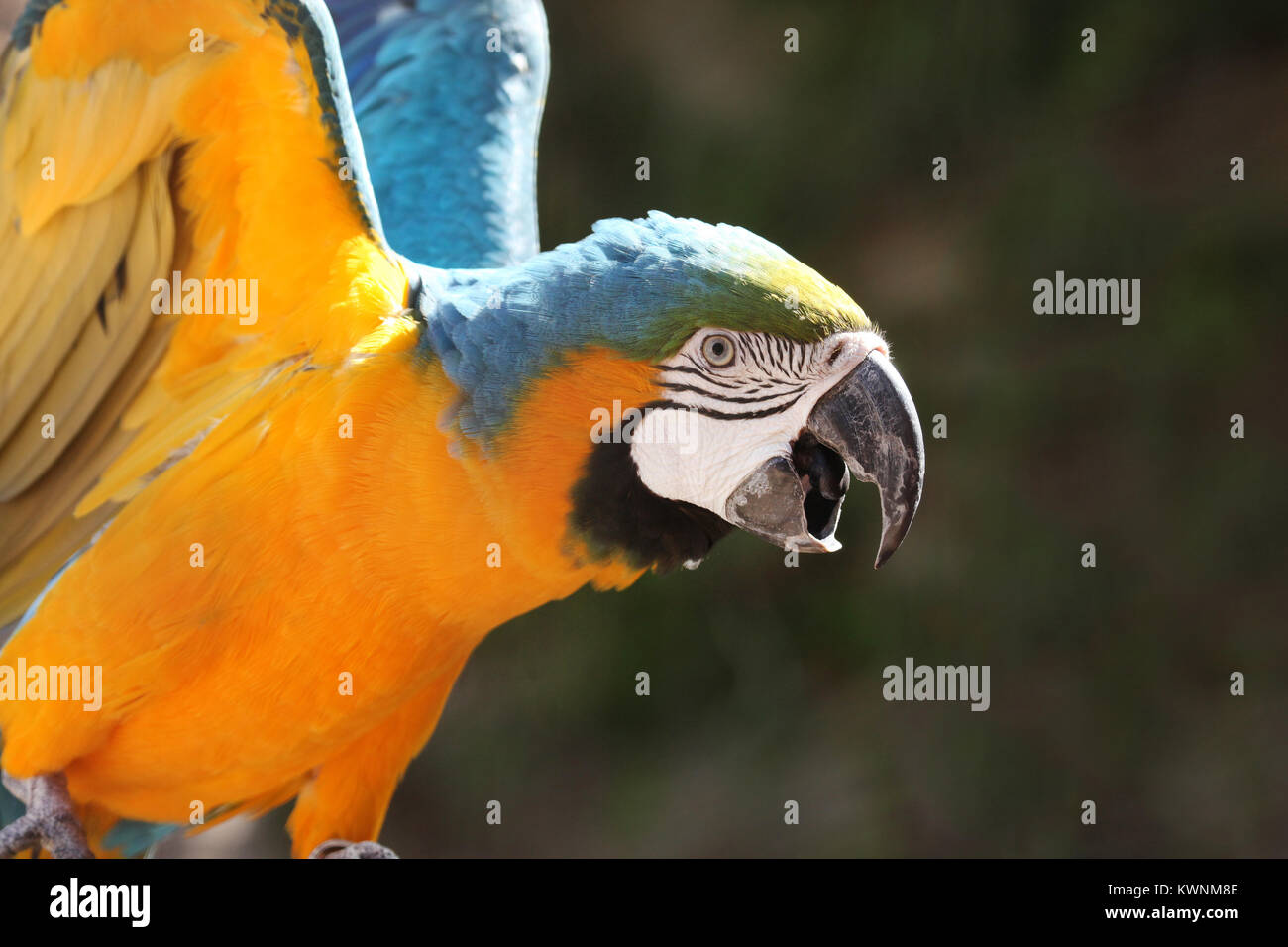 Yellow & Blue Macaw parrot leaning forward with its beak open, against a dark green background, Mexico. Stock Photo