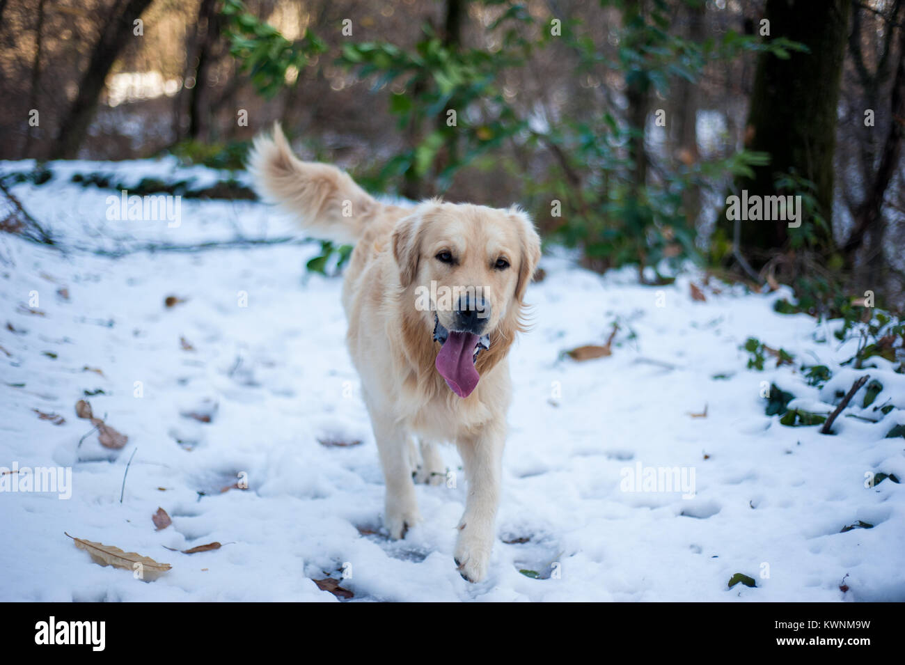golden retriever in the snowy forest runs and plays happy Stock Photo ...