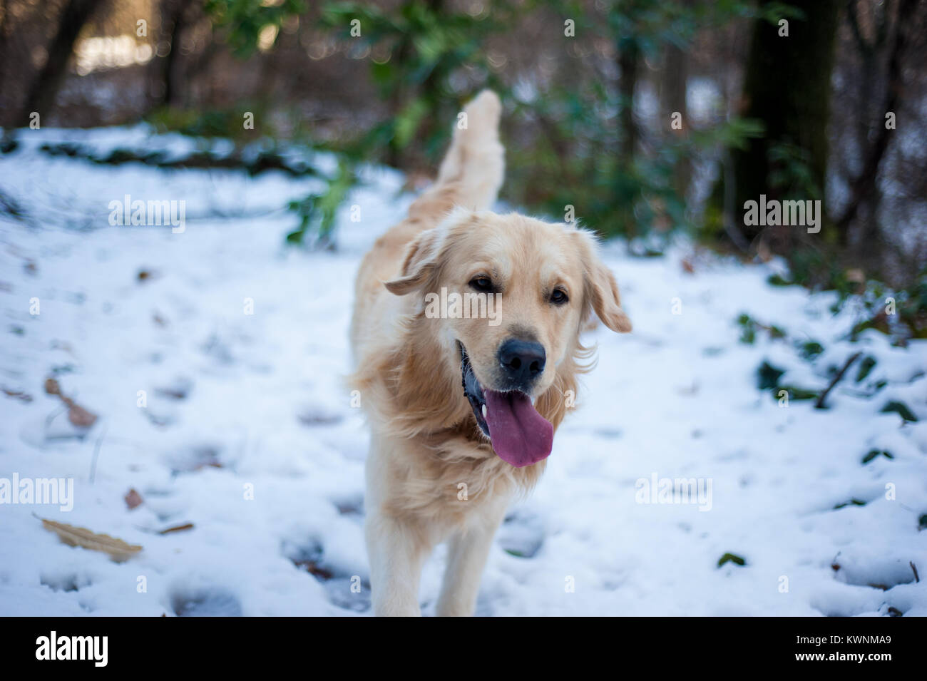 golden retriever in the snowy forest runs and plays happy Stock Photo ...